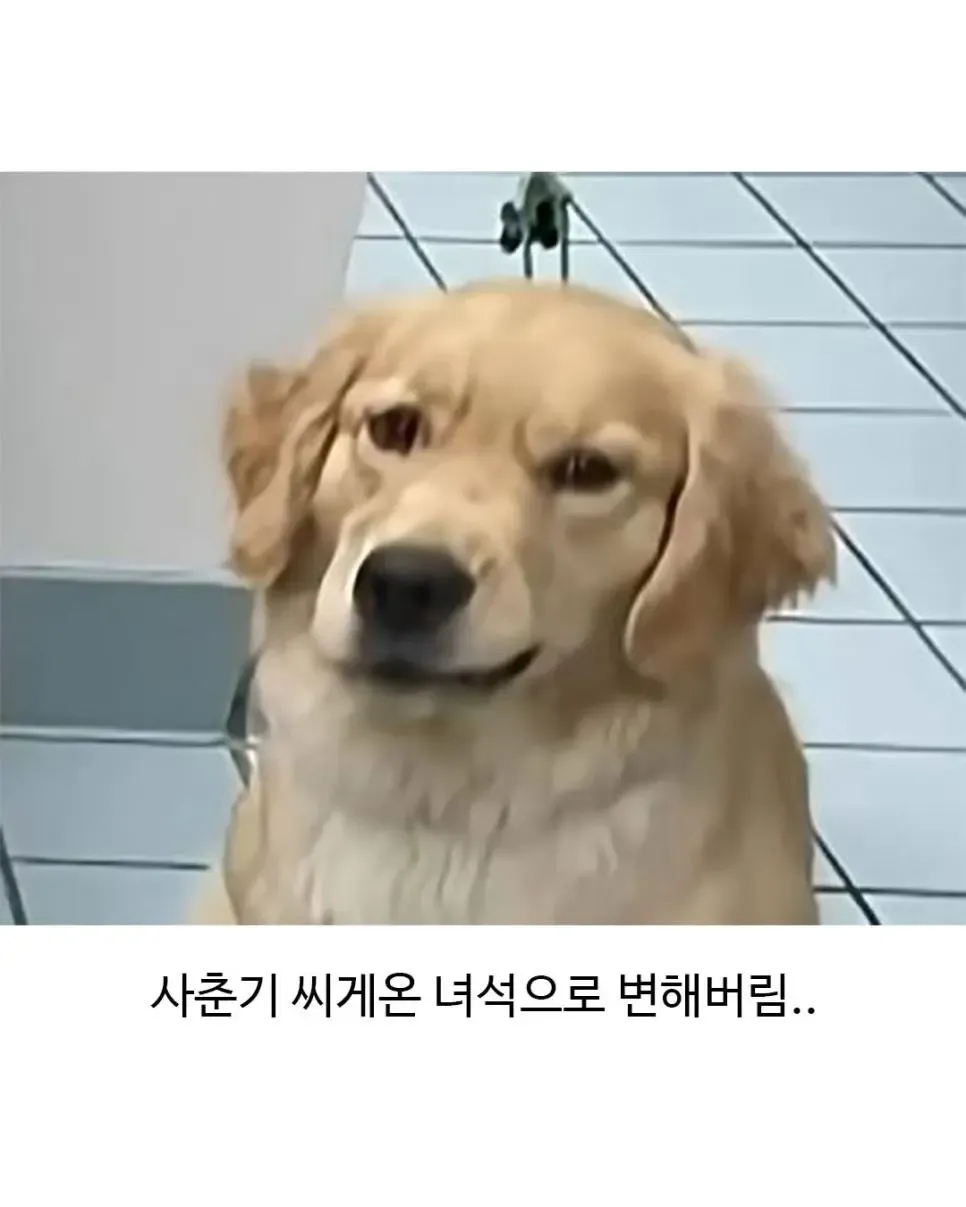 미용 후 인상 쓰며 불만스러운 표정을 짓는 골든리트리버