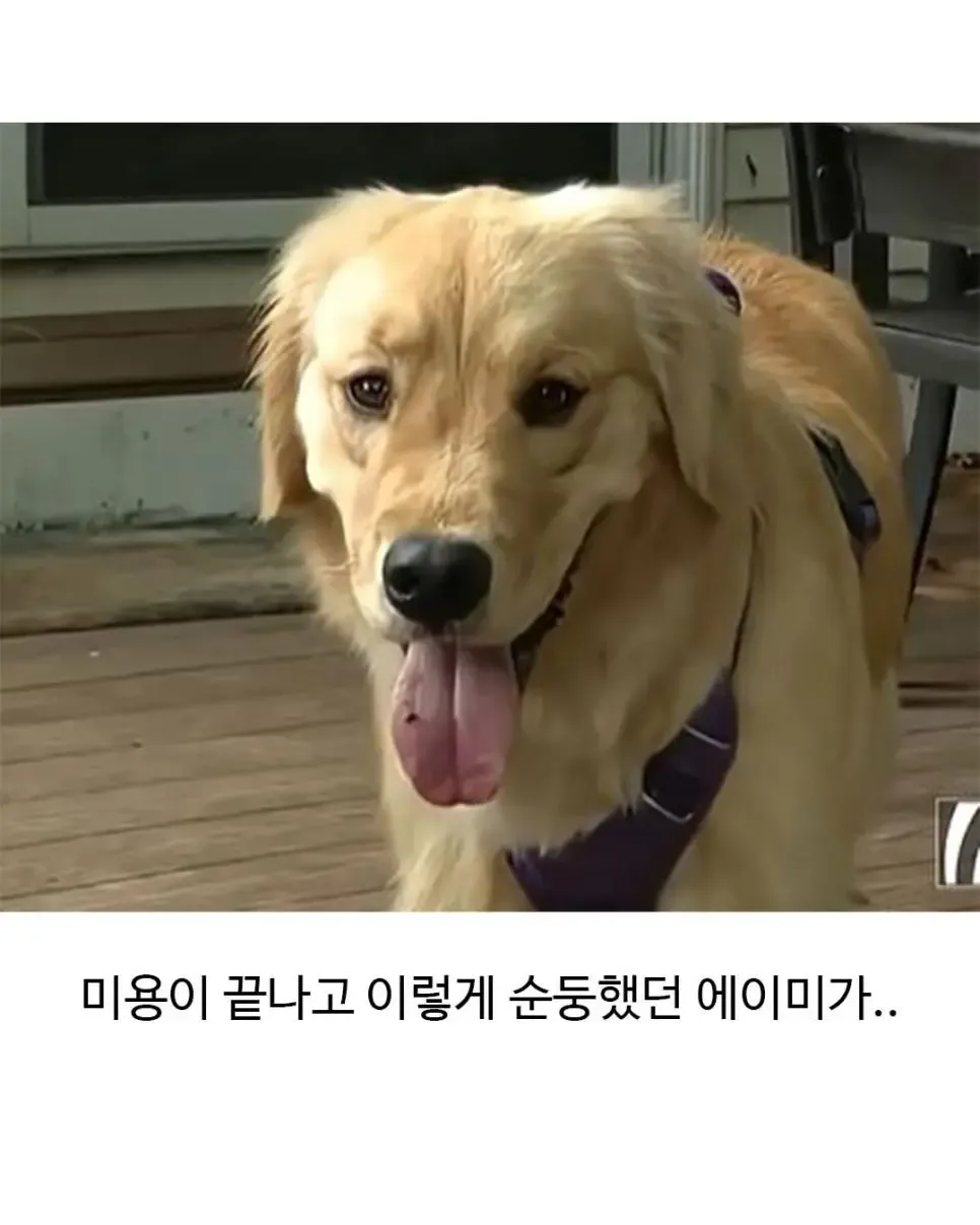 미용 후 표정이 사나워진 골든리트리버 에이미