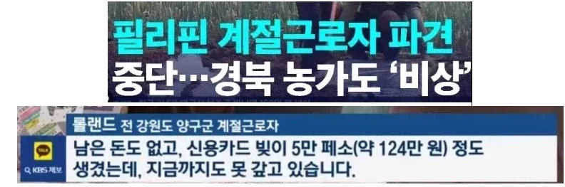 필리핀 계절근로자 파견 중단으로 경북 농가 비상 뉴스 화면