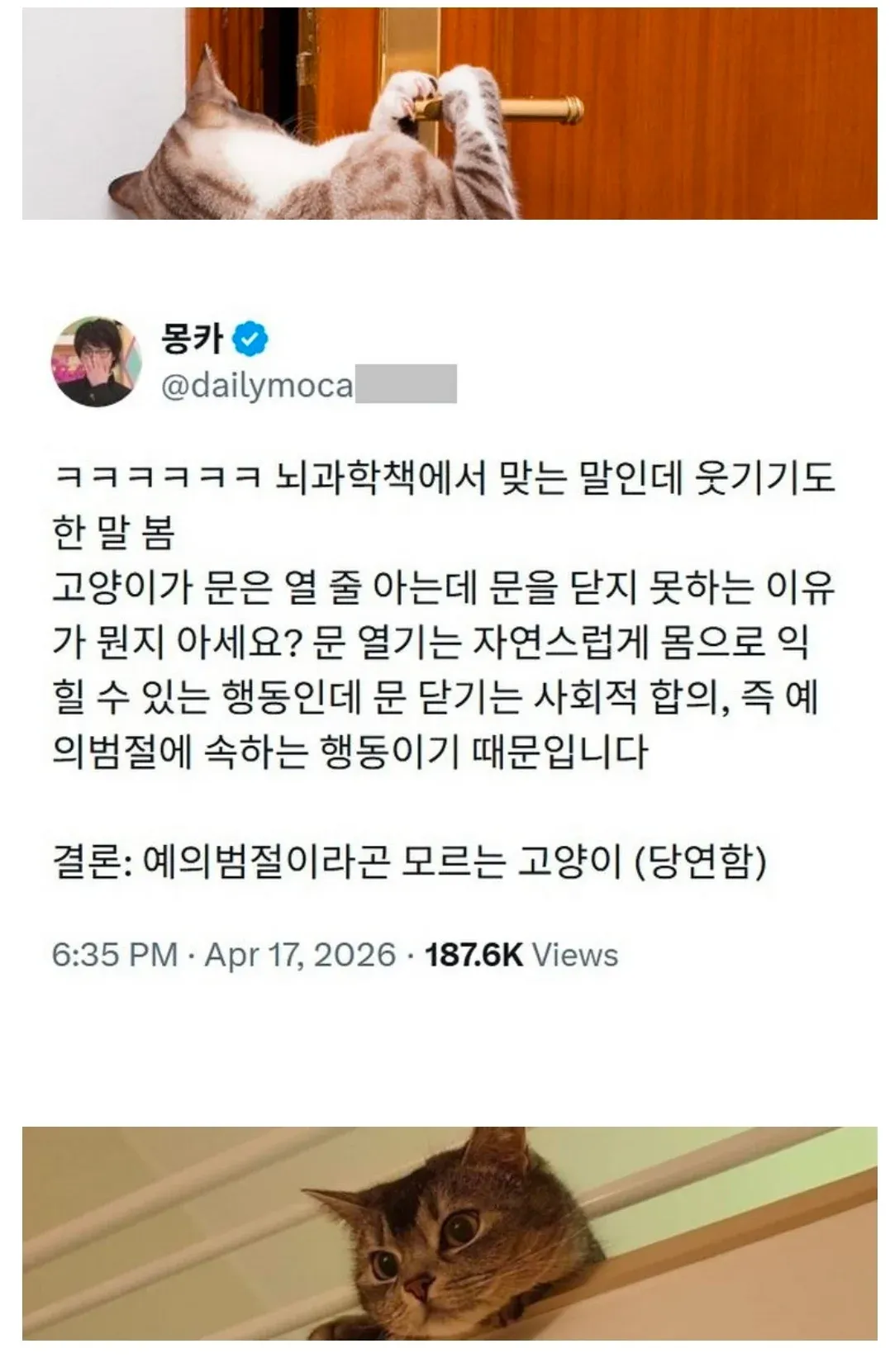 고양이가 문을 닫지 못하는 이유를 설명하는 트윗