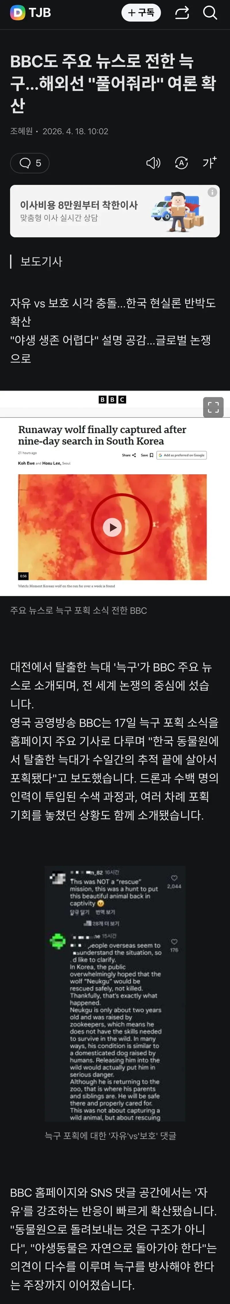 BBC가 보도한 한국 탈출 늑대 '늑구' 포획 소식 화면