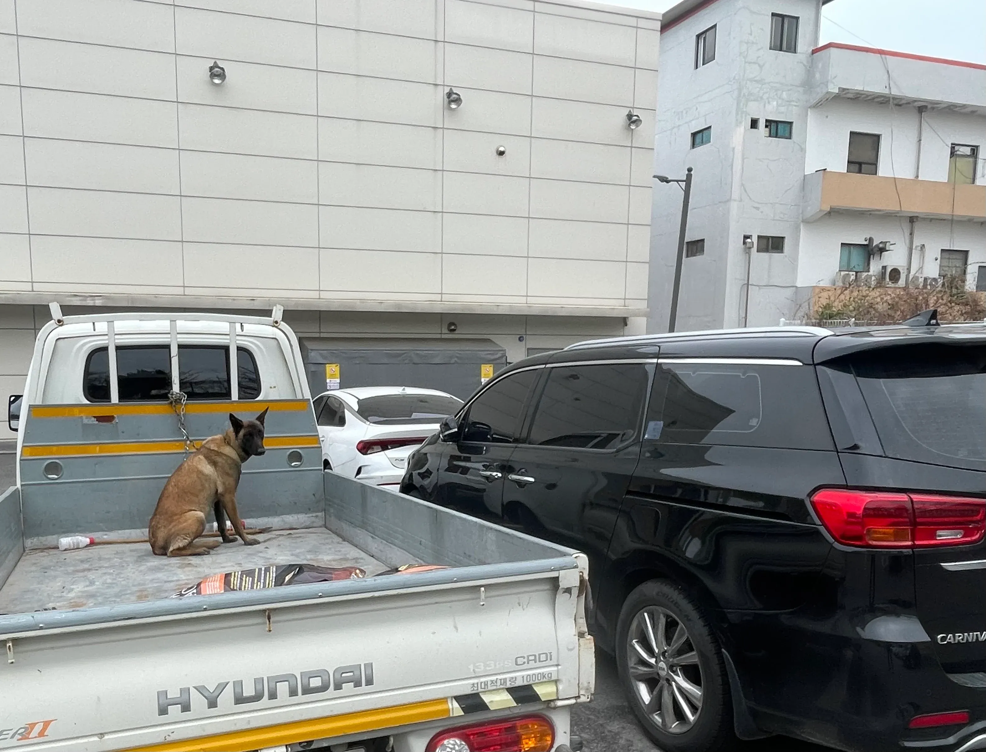 옆 트럭의 개 때문에 멈춘 현대 차량