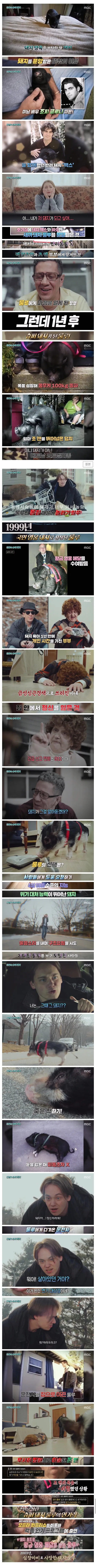 심장마비로 쓰러진 주인을 살린 반려돼지