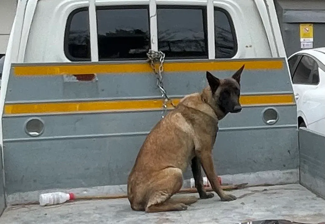 옆 트럭에 있는 큰 개를 무서워하며 지나가지 못하는 모습