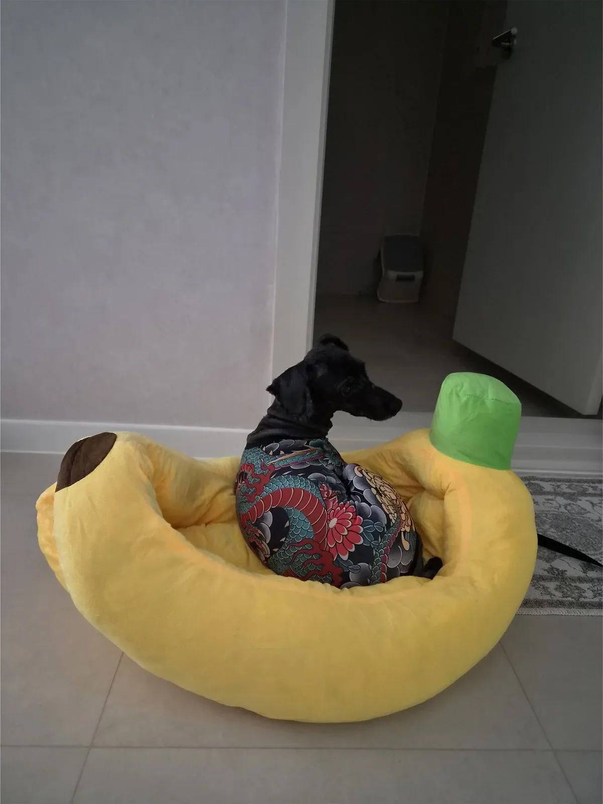 엄마가 사온 강아지 옷