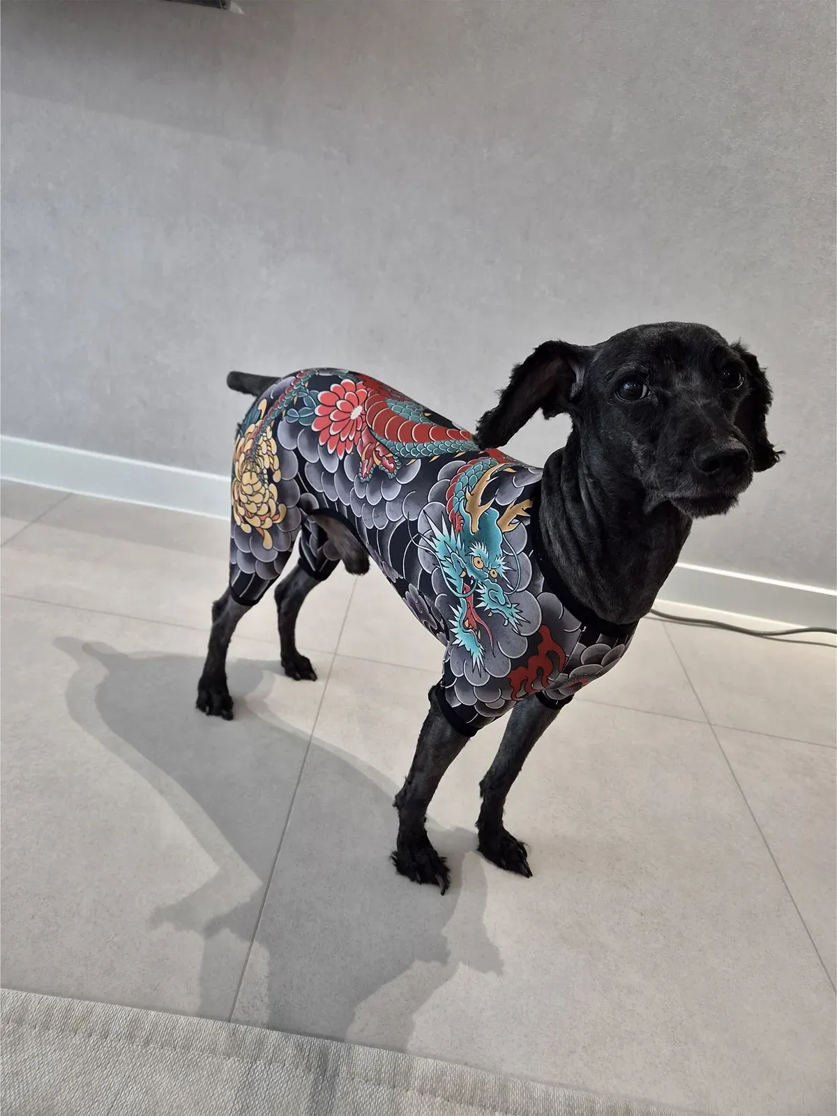 엄마가 사온 강아지 옷의 웃긴 모습