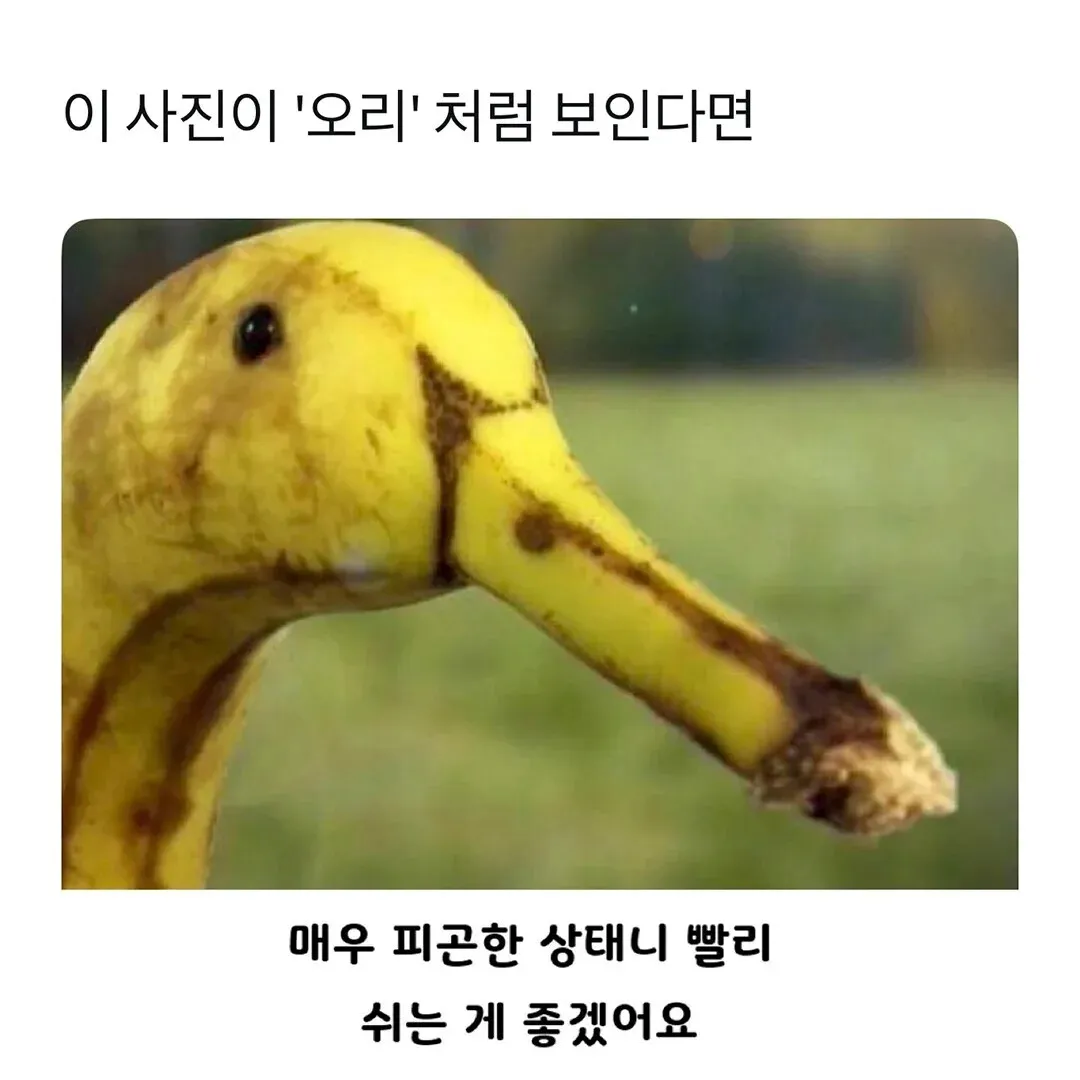 오리처럼 보이는 피곤한 바나나