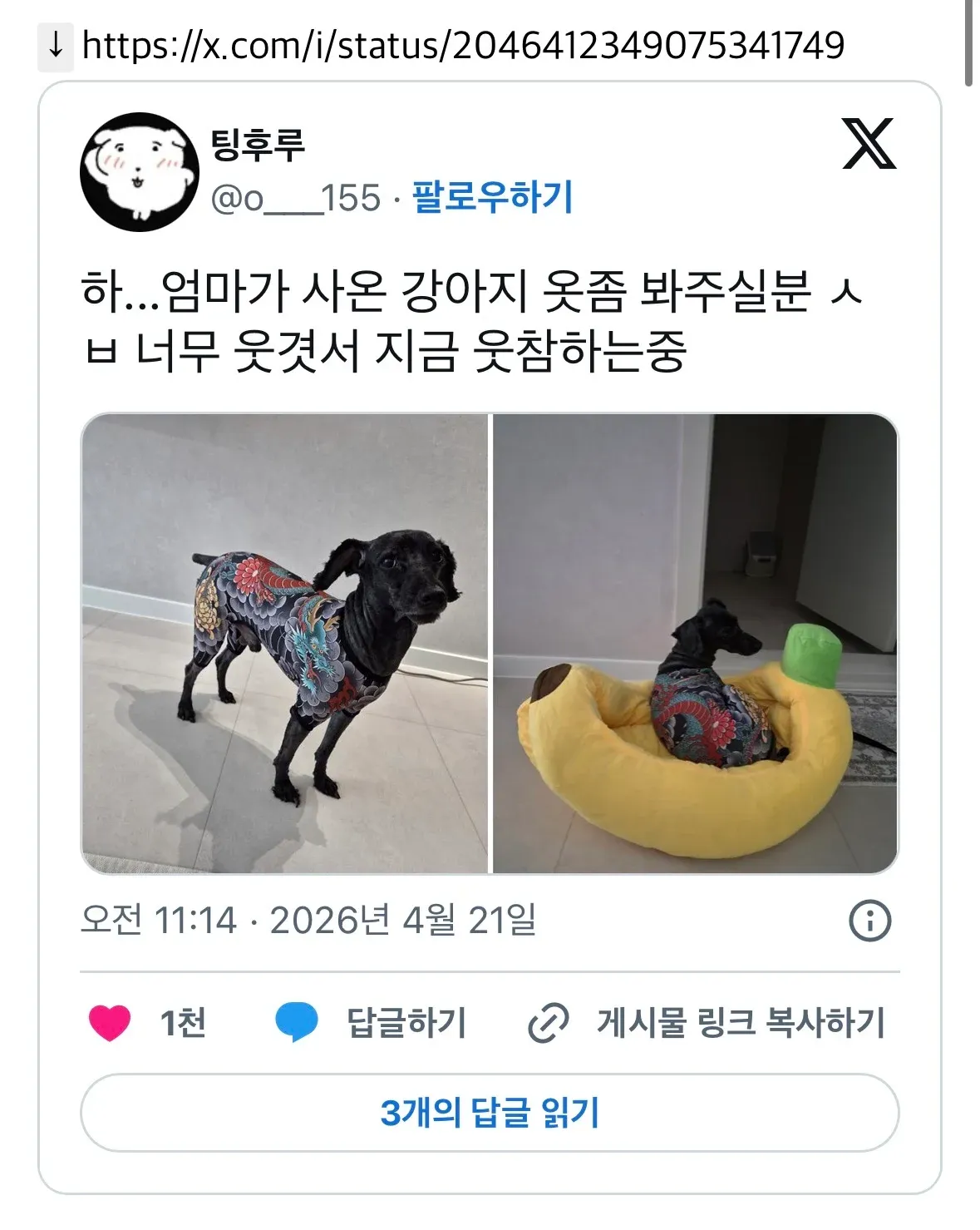 엄마가 사온 강아지 옷 공유 트위터 포스트 스크린샷