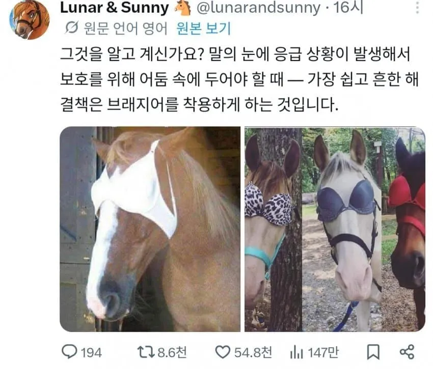말의 눈 응급 보호를 위한 브래지어 사용 방법