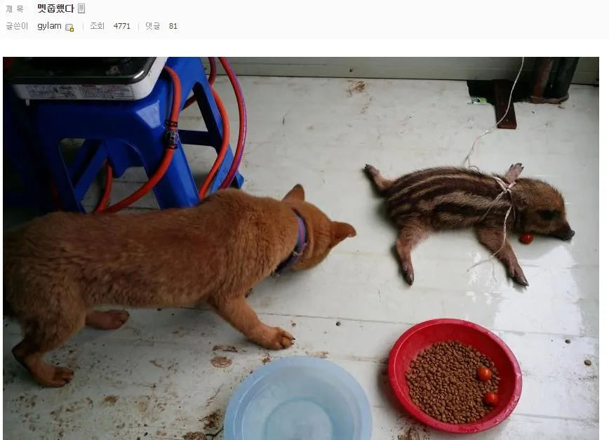 디자이너와 멧돼지