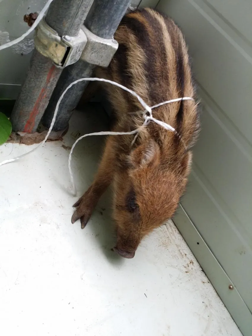 멧돼지를 주제로 한 디자인 일러스트레이션