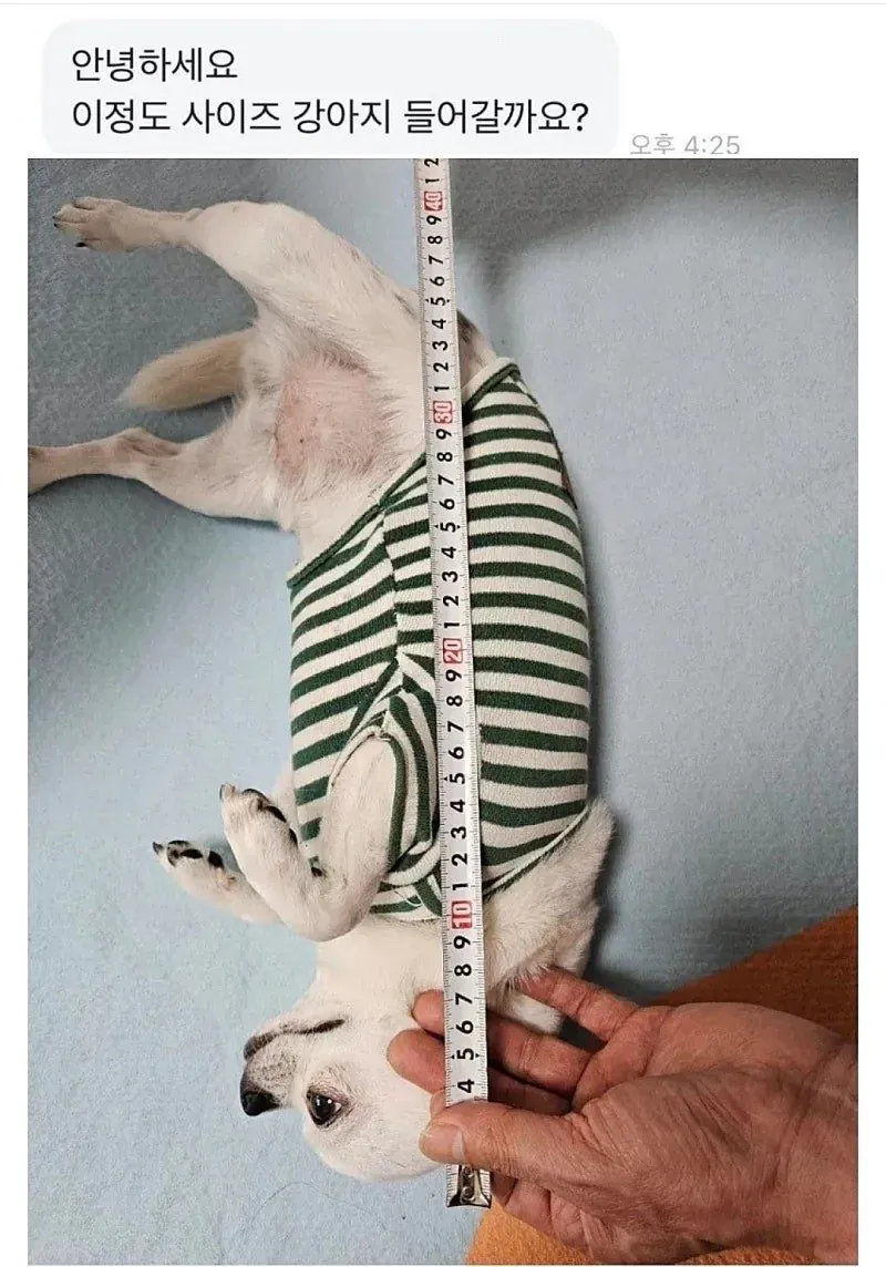 강아지가 들어갈 수 있을지 묻는 당근마켓 게시글