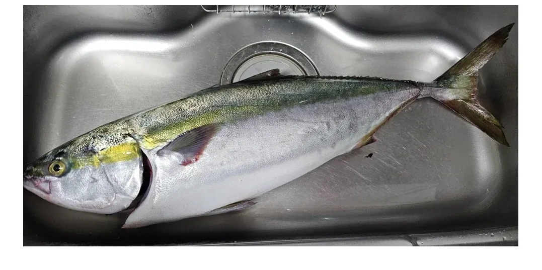 노량진에서 회를 직접 손질해서 먹는 여성