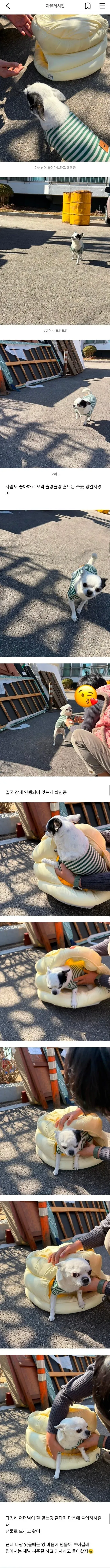 당근마켓 자유게시판 스크린샷: 강아지 강제연행 일화