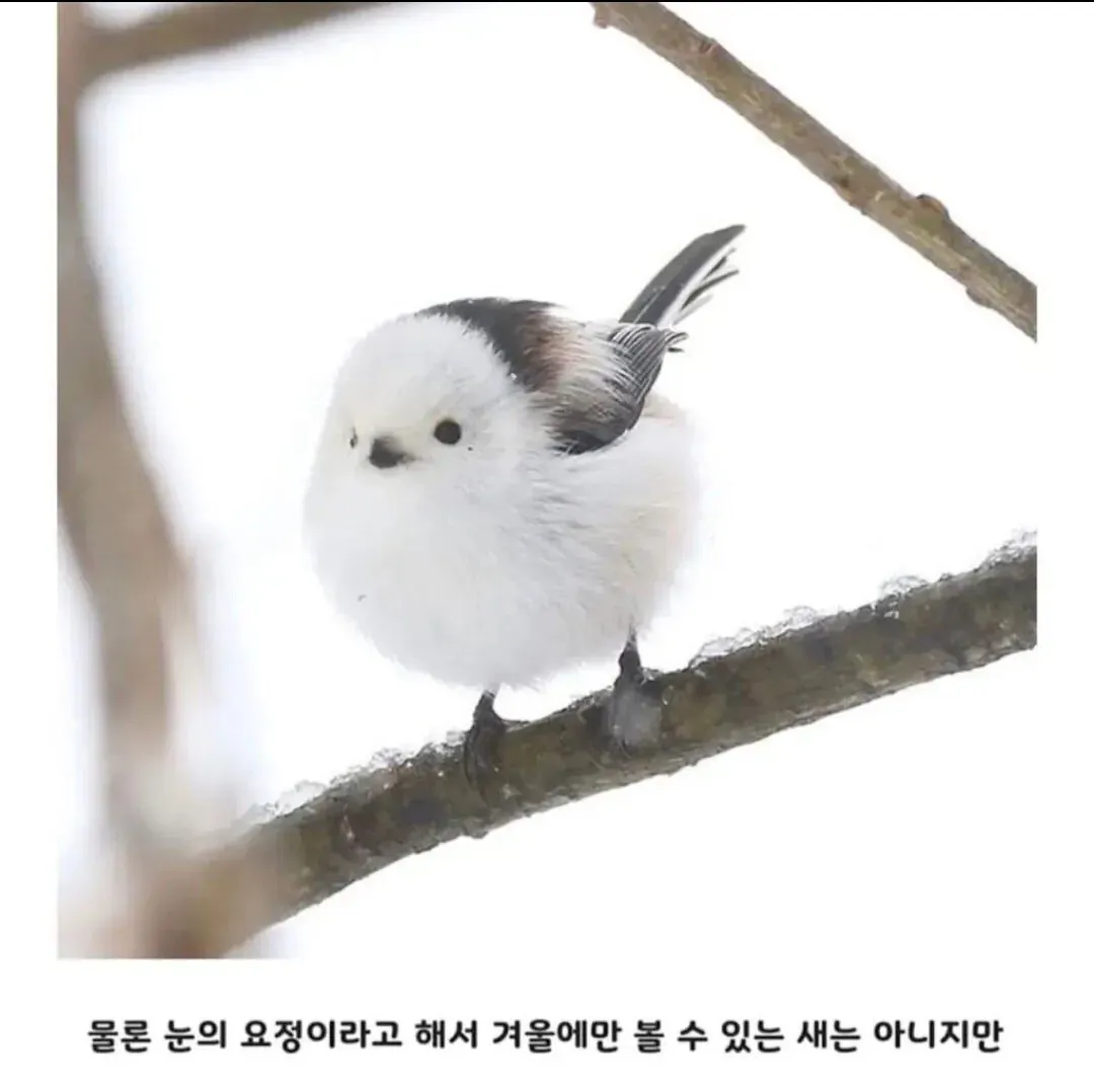 일본 '눈의 요정'이라 불리는 동물, 겨울뿐 아니라 연중 관찰 가능