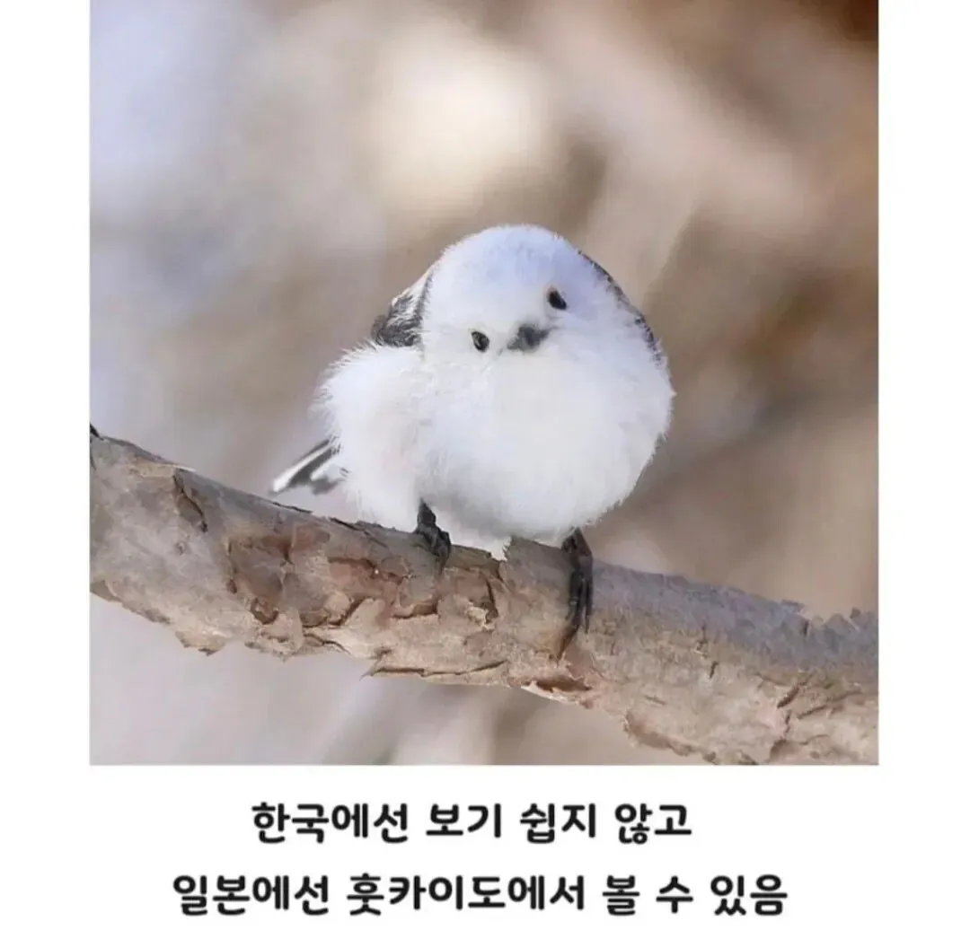 일본 홋카이도의 눈의 요정이라 불리는 동물