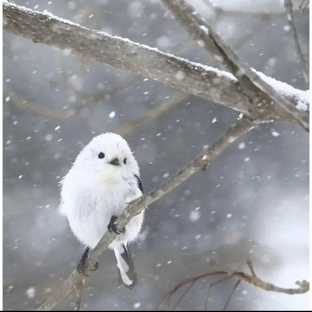 눈 속 온천에 들어가는 일본 원숭이(스노우 몽키)