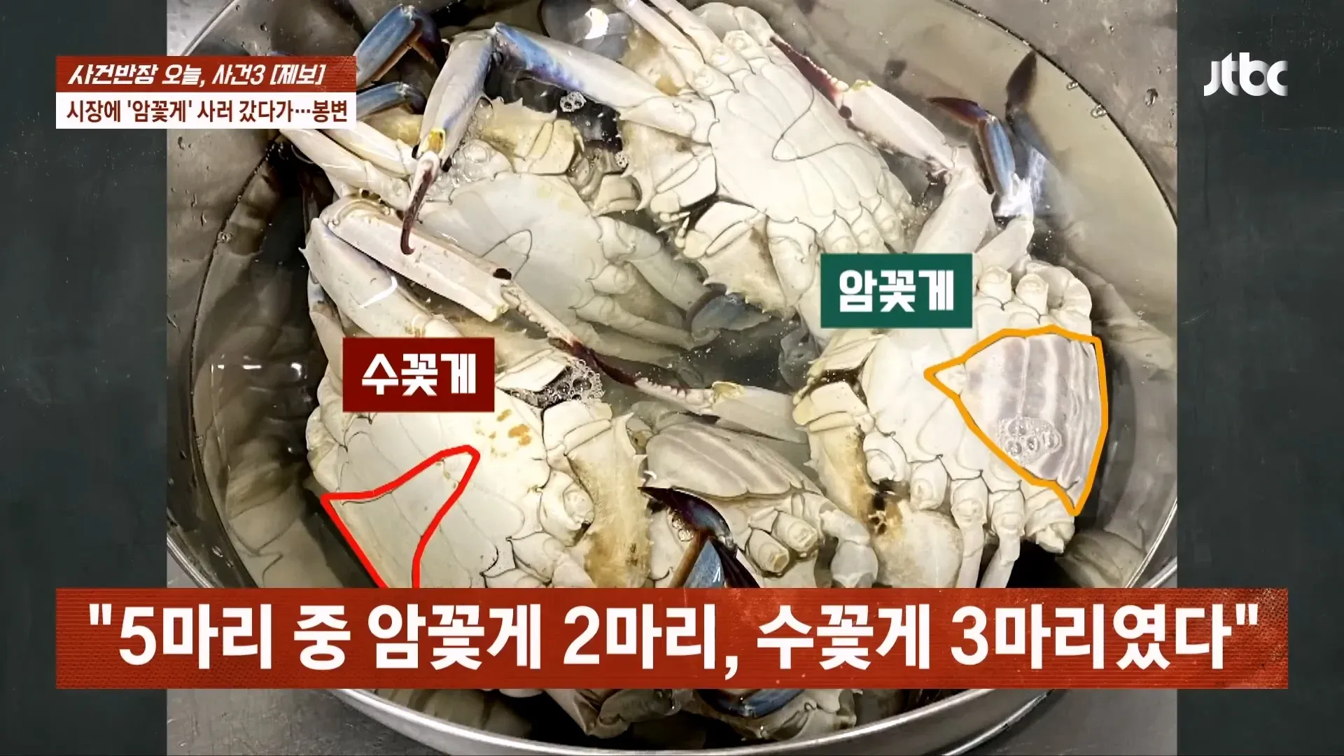 자갈치 시장에서 받은 암꽃게 2마리, 수꽃게 3마리