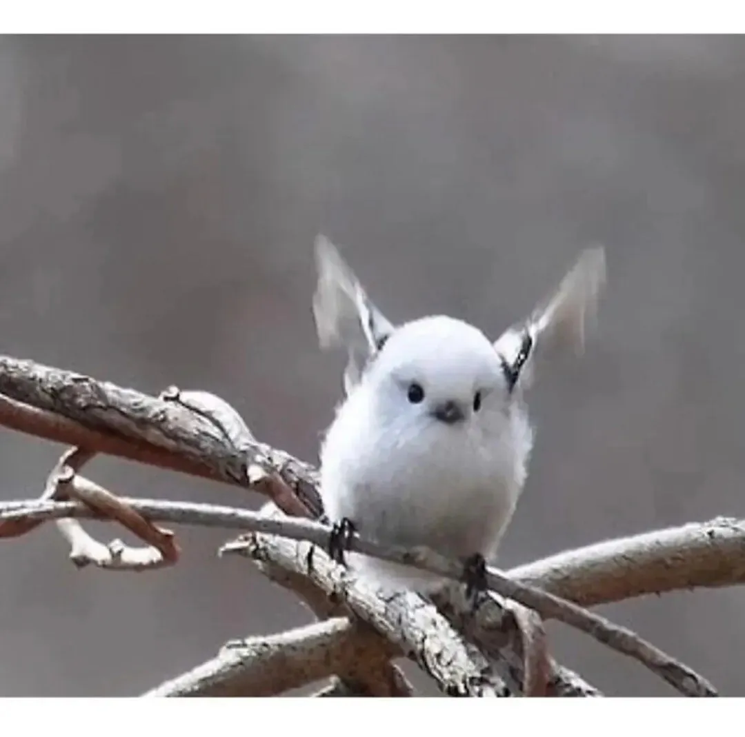 일본의 눈의 요정, 올빼미