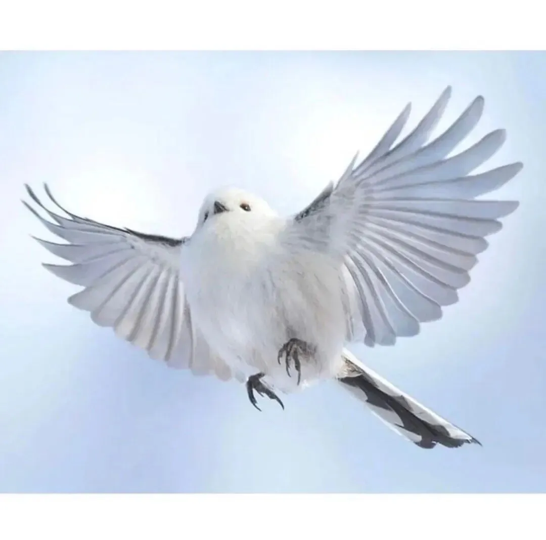 일본에서 눈의 요정이라 불리는 올빼미