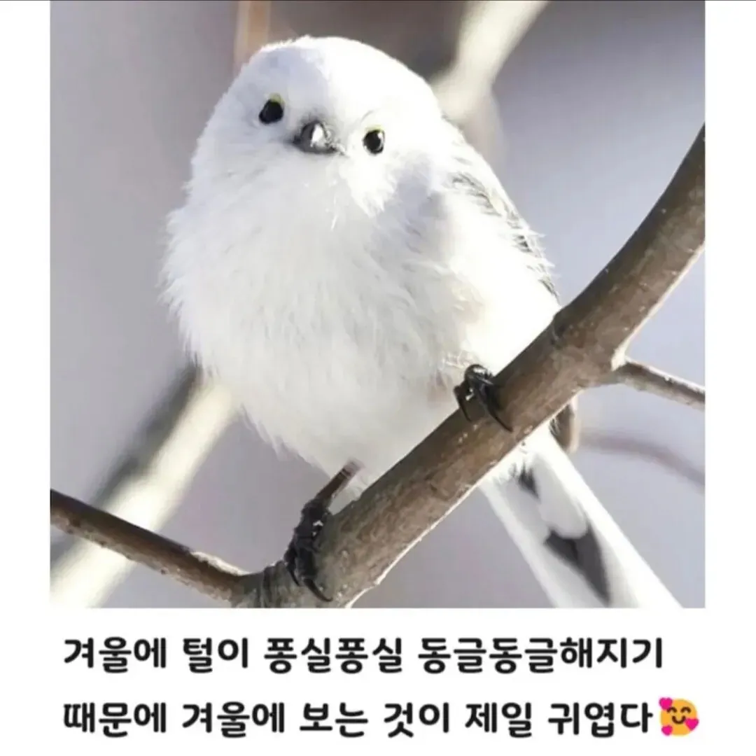 겨울에 턱이 부풀어 귀여워지는 눈의 요정 수달