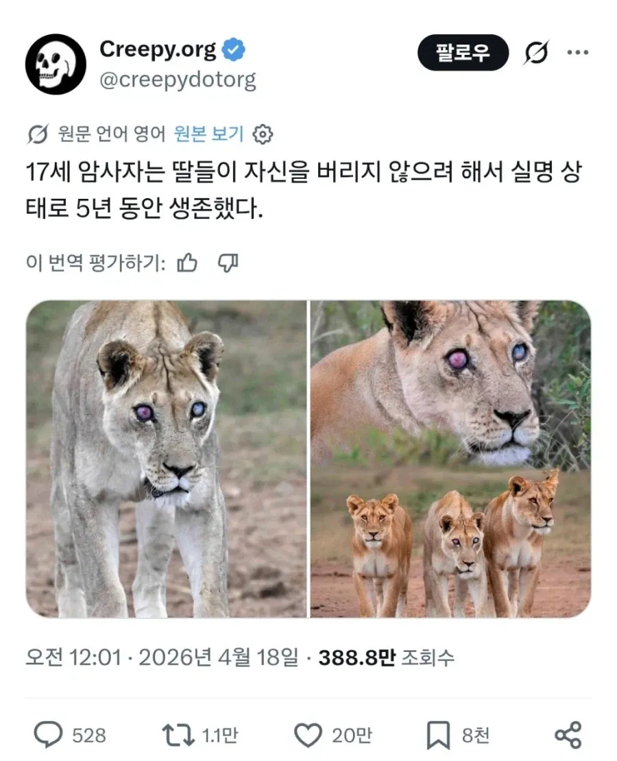 실명한 암사자의 5년 생존 이야기를 다룬 Creepy.org의 소셜 미디어 포스트