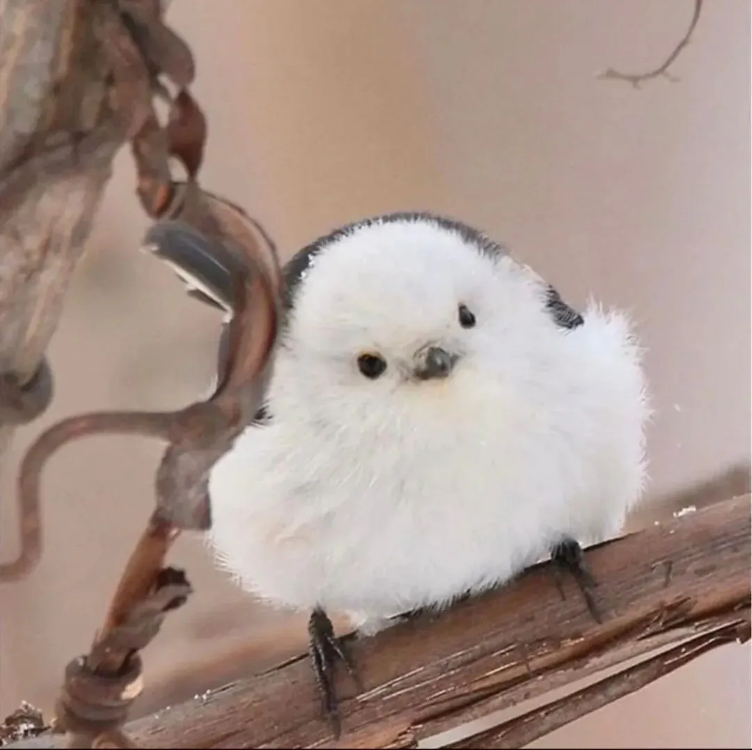 눈 속에 앉아 있는 스노우몽키, 일본의 눈 요정