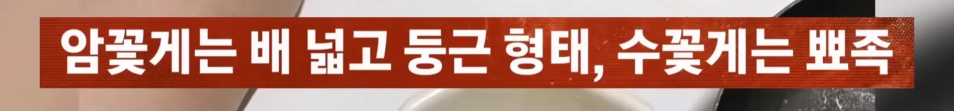 자갈치시장 암꽃게와 수꽃게 형태 비교 설명