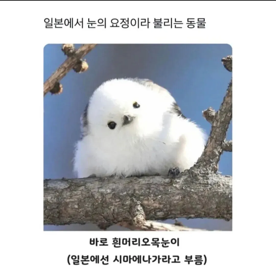흰머리오목눈이, 일본에서 눈의 요정이라 불리는 새