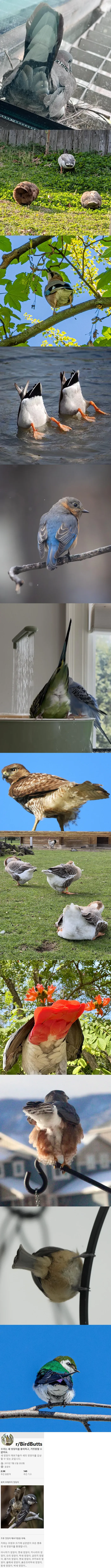 새들의 엉덩이를 모아놓은 r/BirdButts 커뮤니티 화면