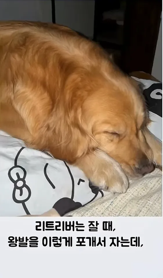 뒷다리를 포개고 잠든 리트리버 챱츄