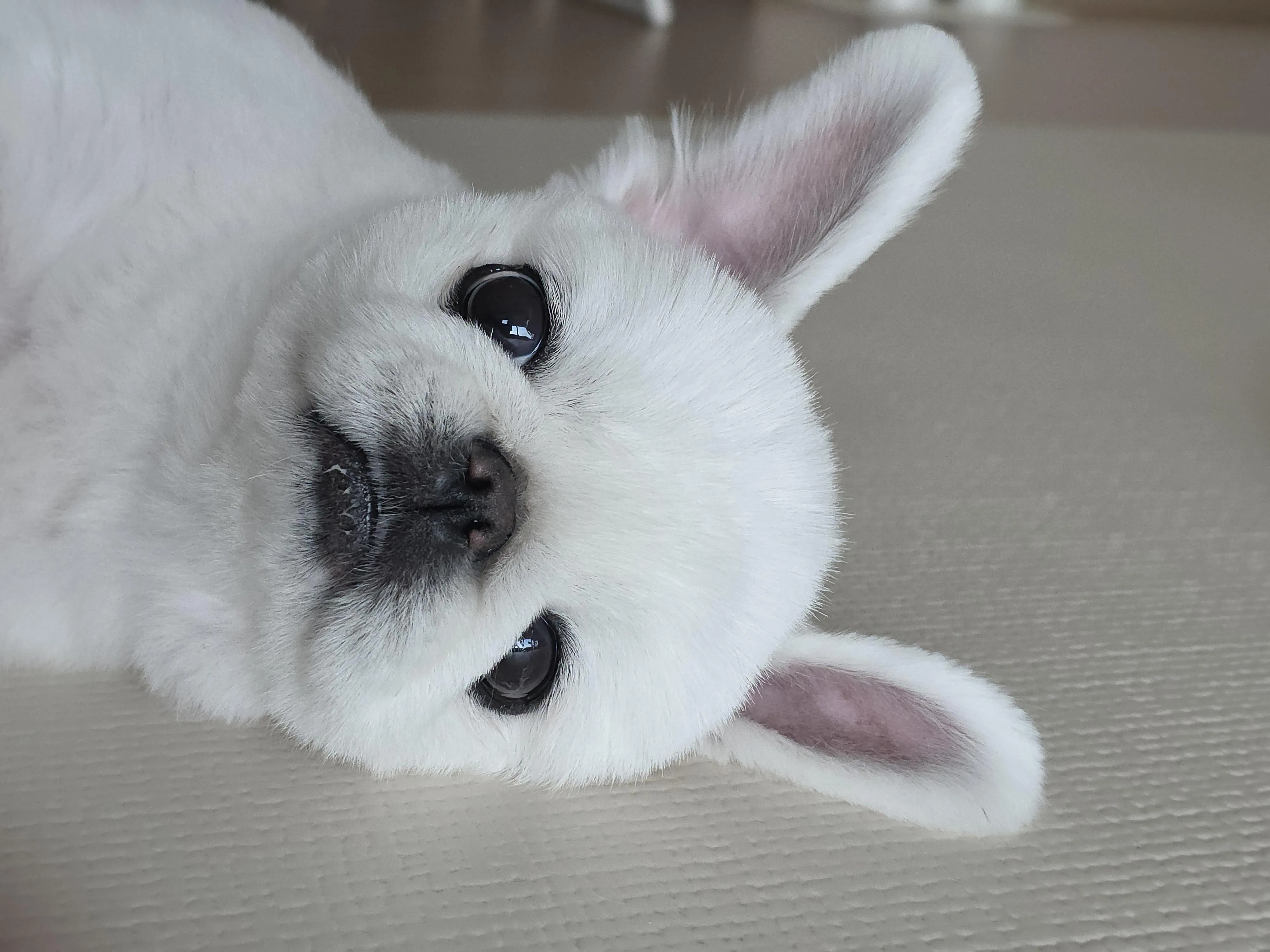 주인의 체취가 있는 곳에 있는 강아지