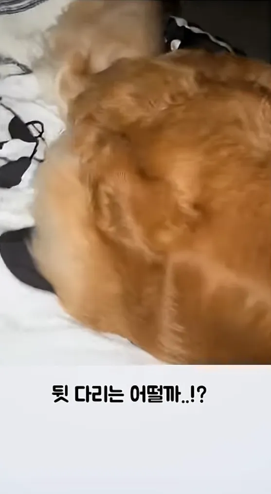 잠자는 강아지 챱츄의 뒷다리 모습