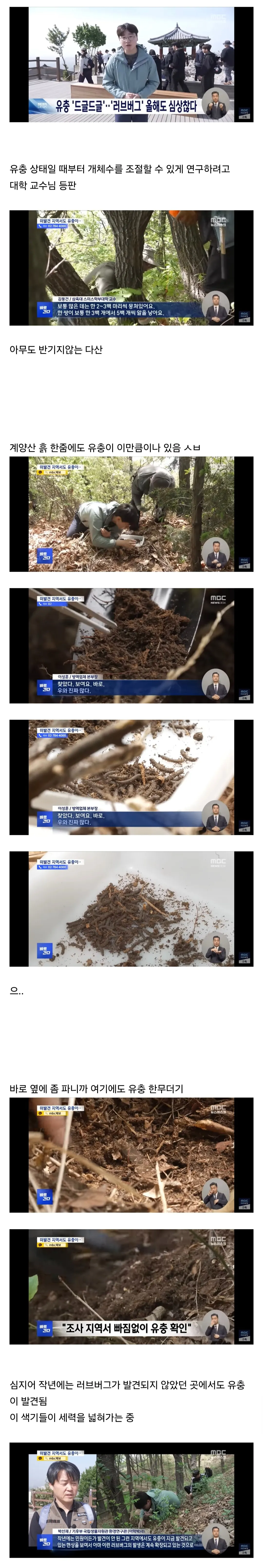 나무에 까맣게 뒤덮인 러브버그 떼 모습