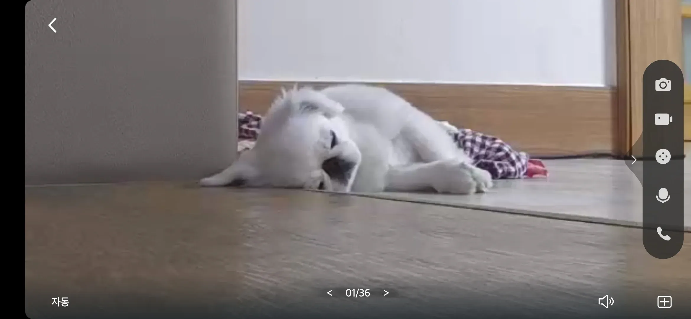 주인 체취를 맡으며 쉬는 강아지