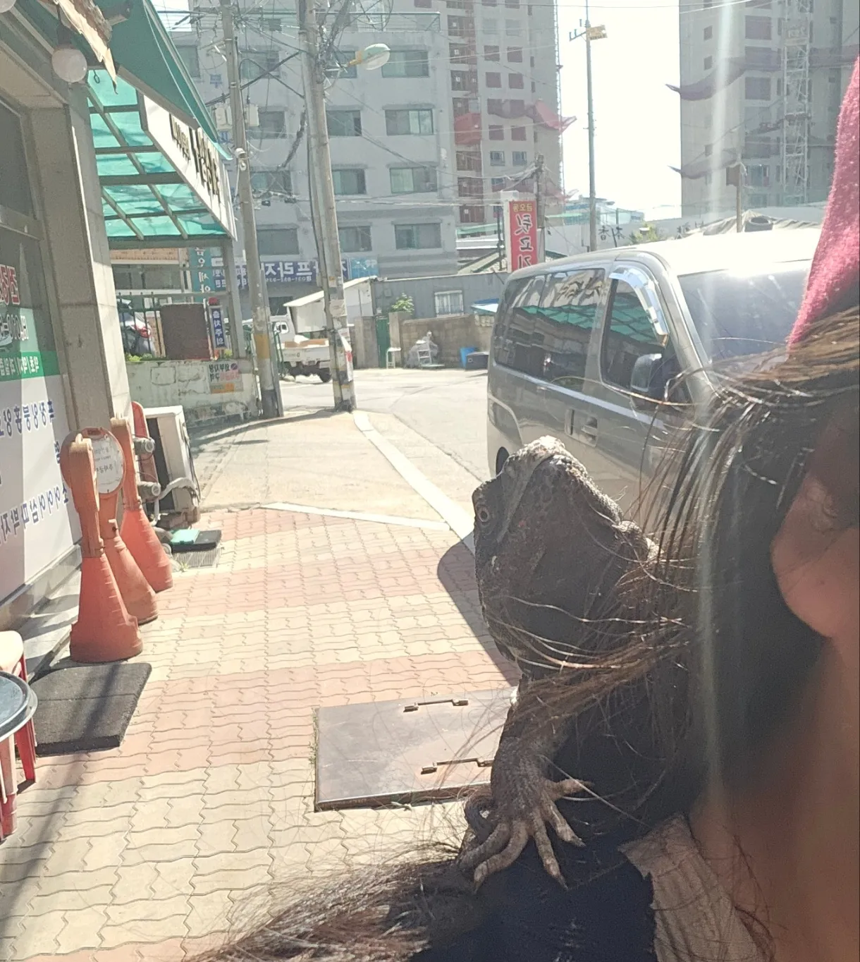 소심한 표정의 집 도마뱀