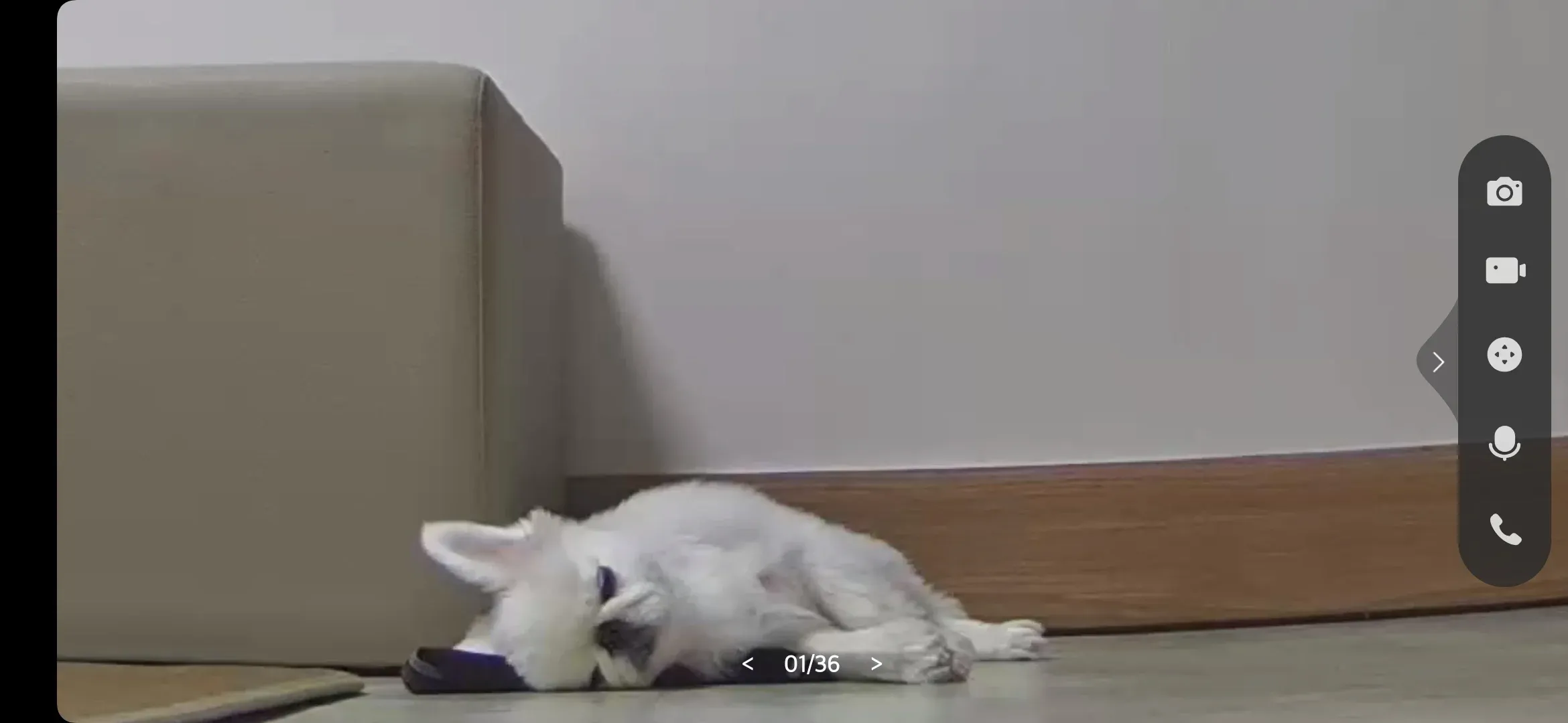 주인의 체취가 있는 곳에 끌리는 강아지