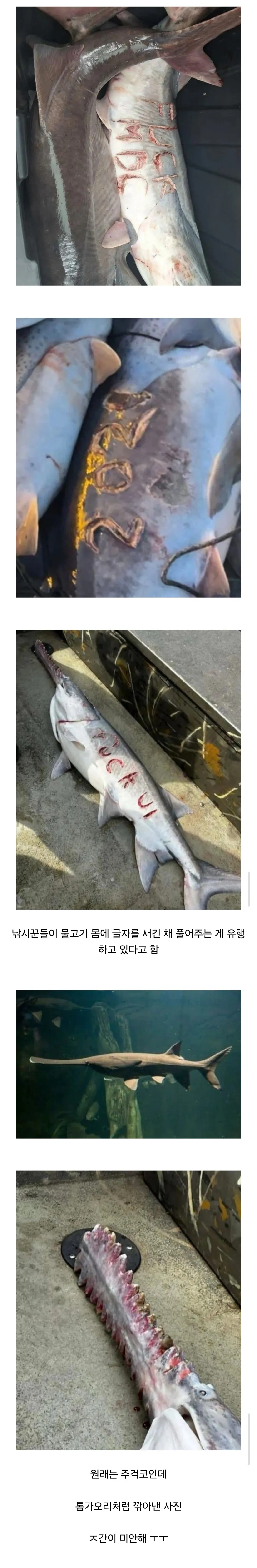 미시시피강 잉어가 보트에 부딪혀 튀어오르는 모습