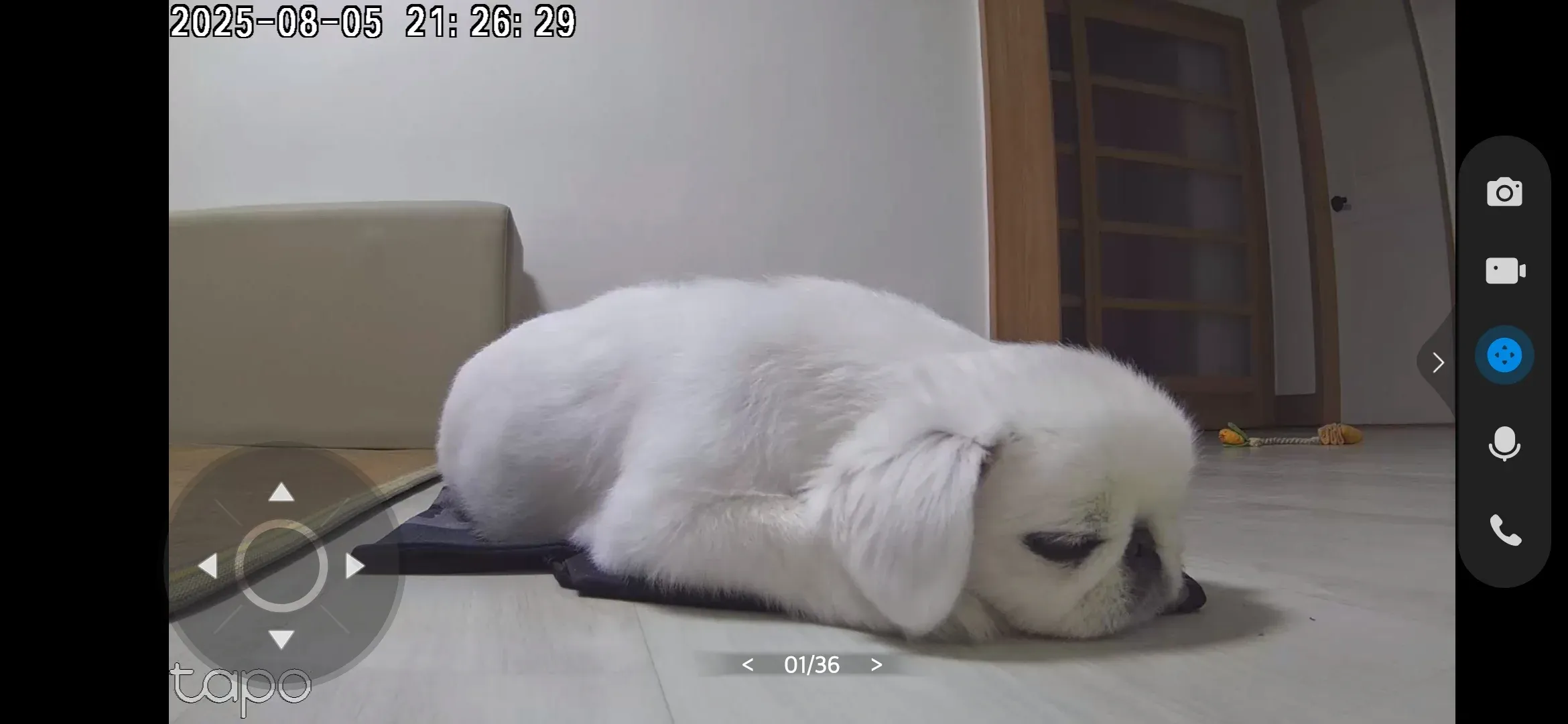 주인 체취가 밴 옷가지 위에서 편안히 쉬고 있는 강아지