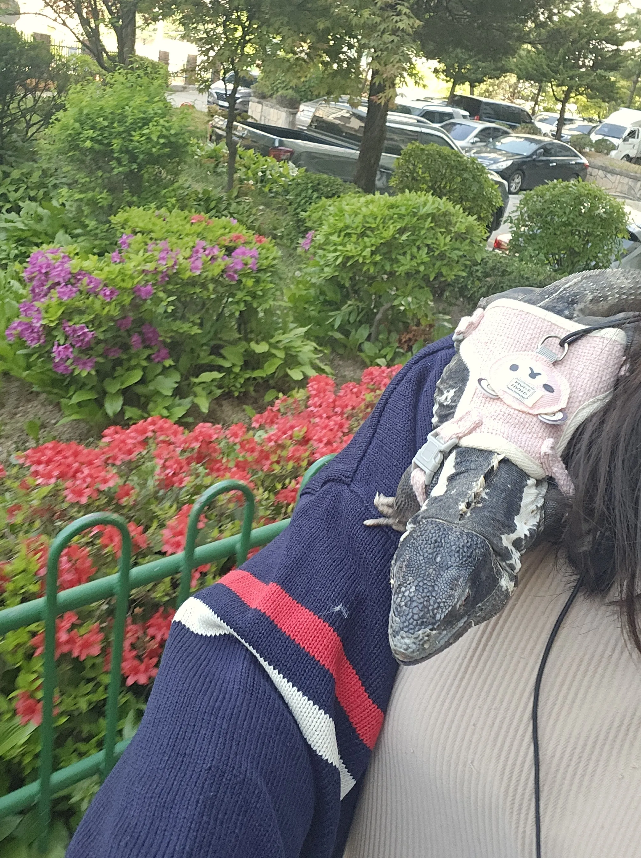 도마뱀의 소심한 모습