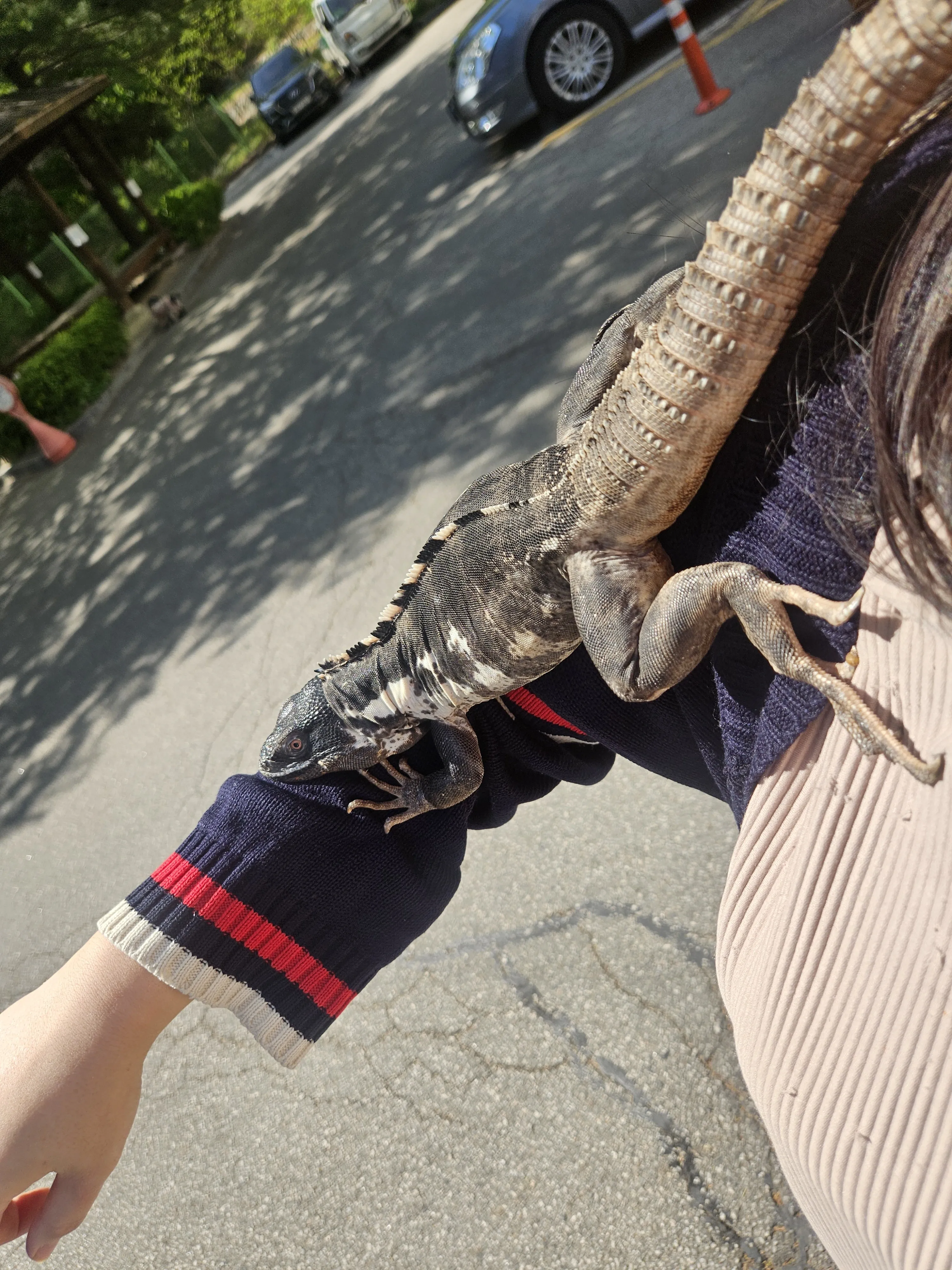 집 도마뱀이 겁먹은 듯 몸을 웅크린 모습