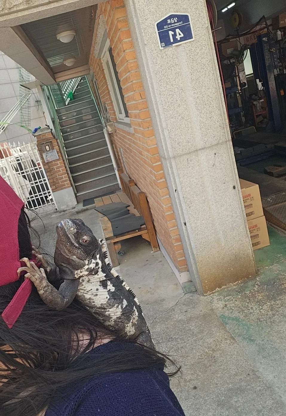 소심해 보이는 집 도마뱀의 모습