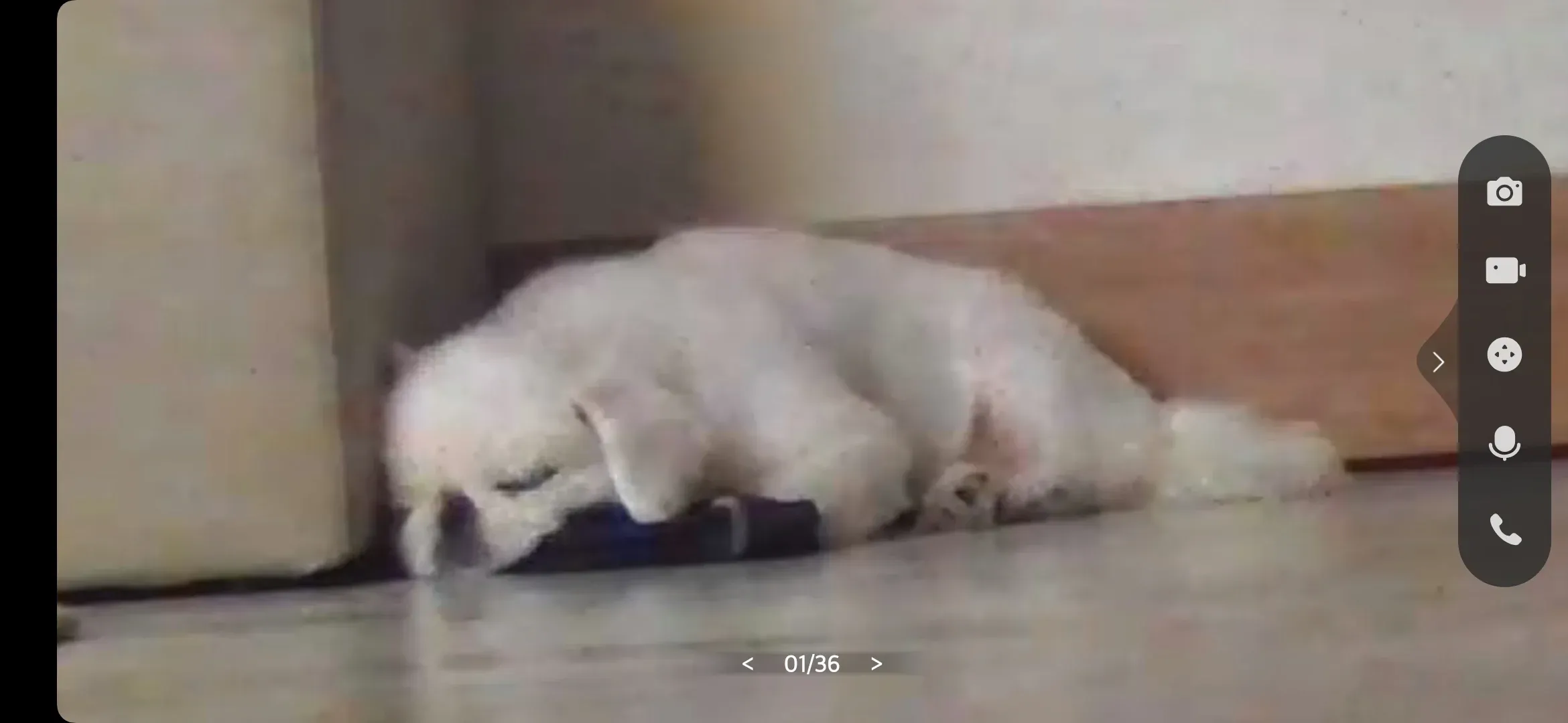 주인의 체취가 있는 곳에 누워 있는 강아지