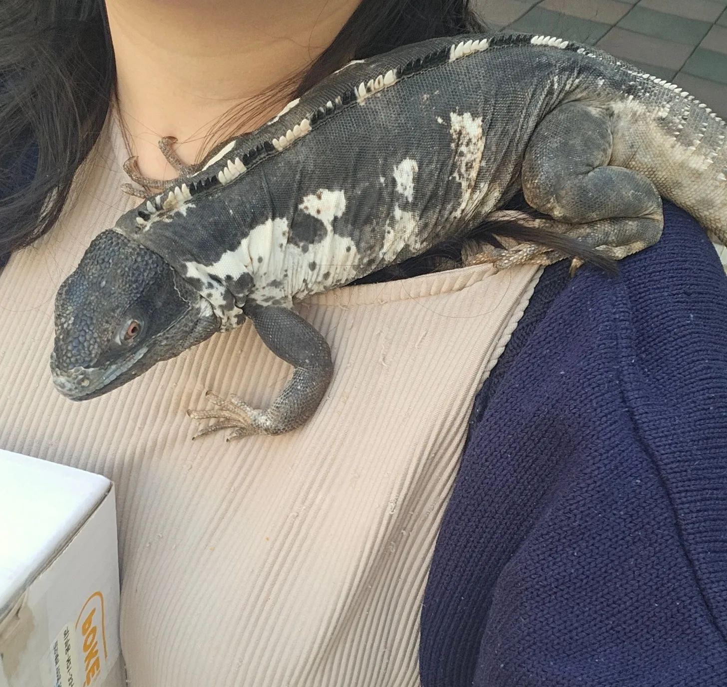 집에 있는 소심해 보이는 도마뱀의 모습