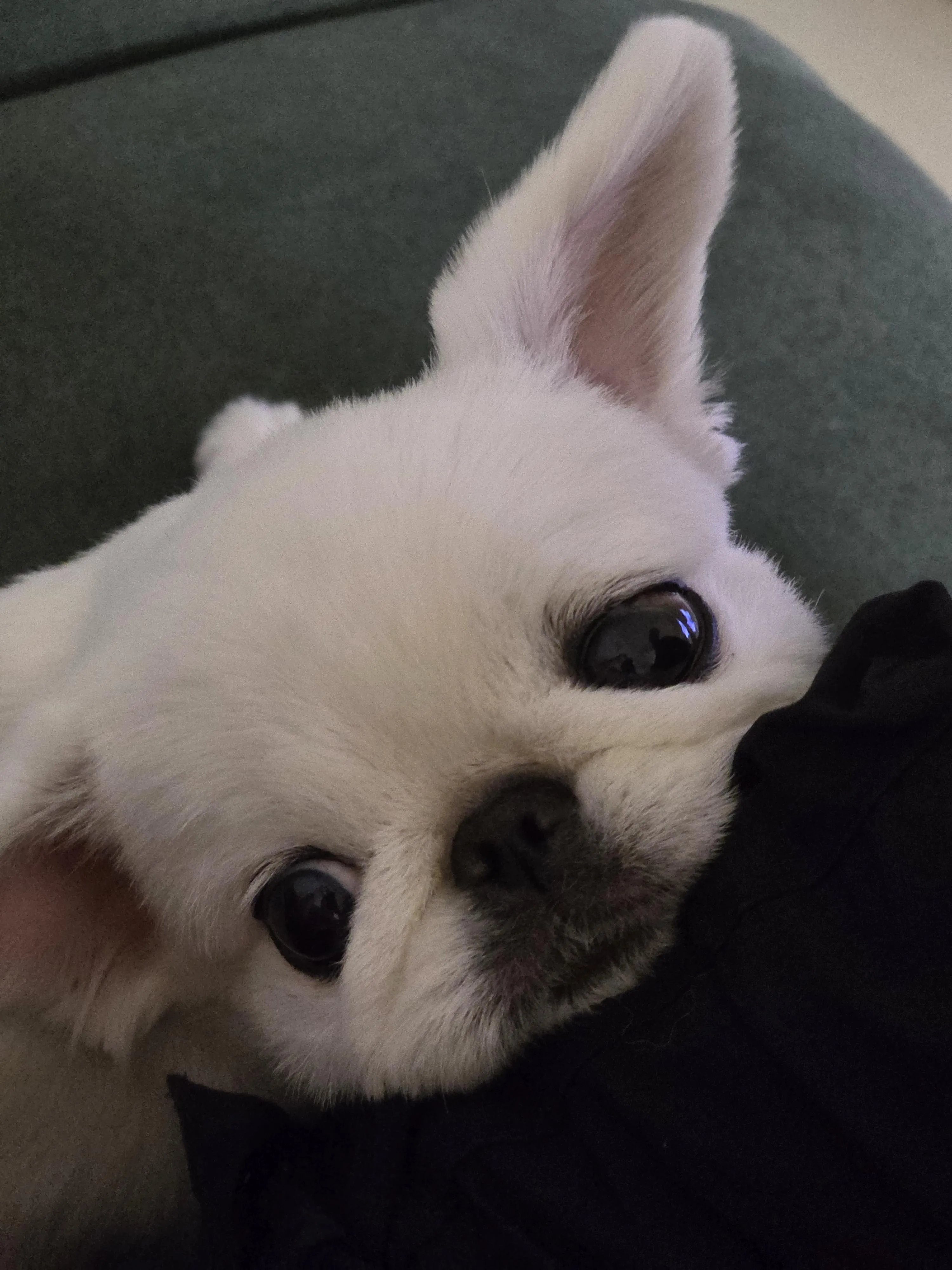 주인의 체취가 있는 곳을 찾아온 강아지