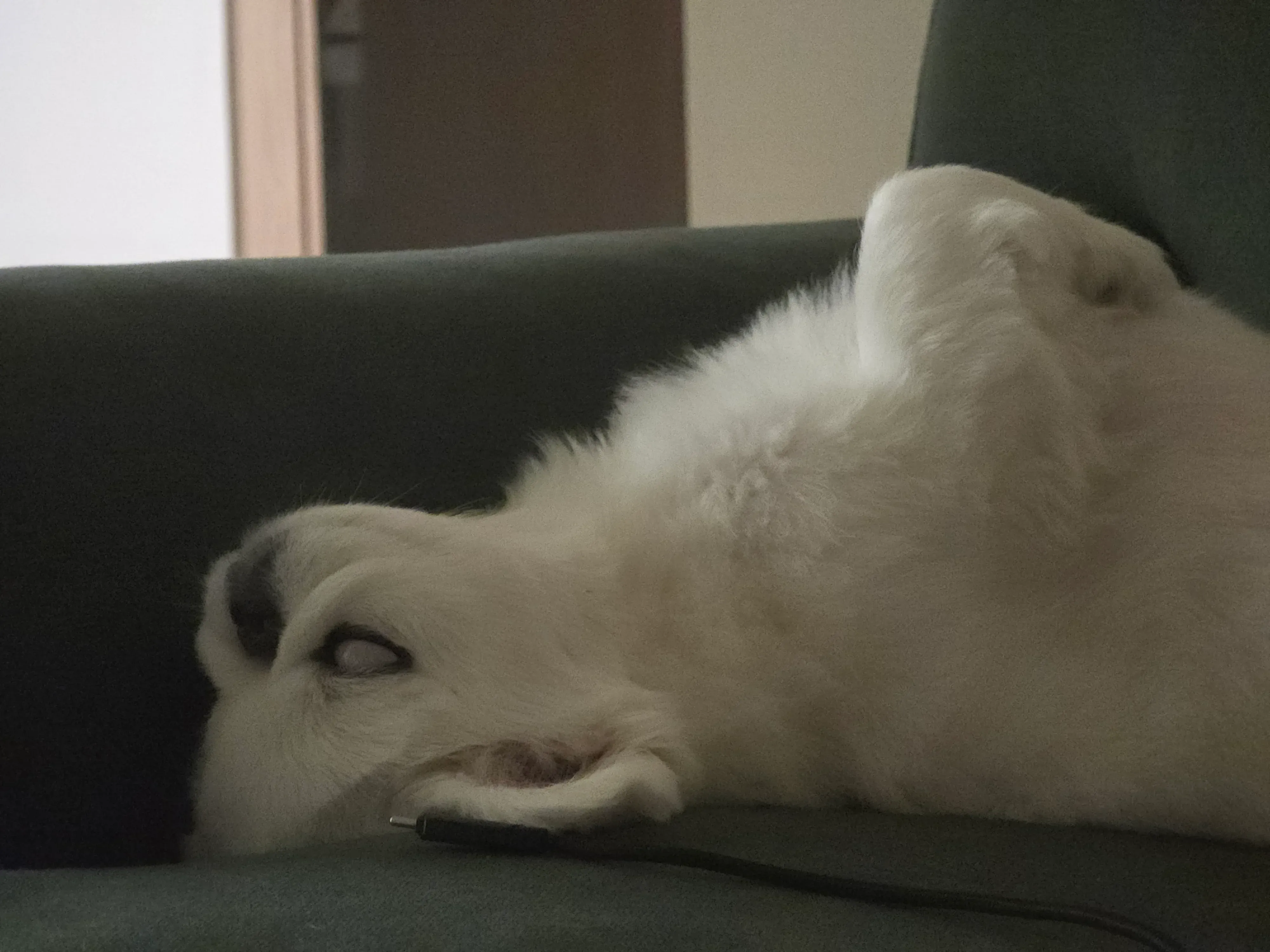 강아지가 주인의 체취를 따라가는 모습 (56=FF)