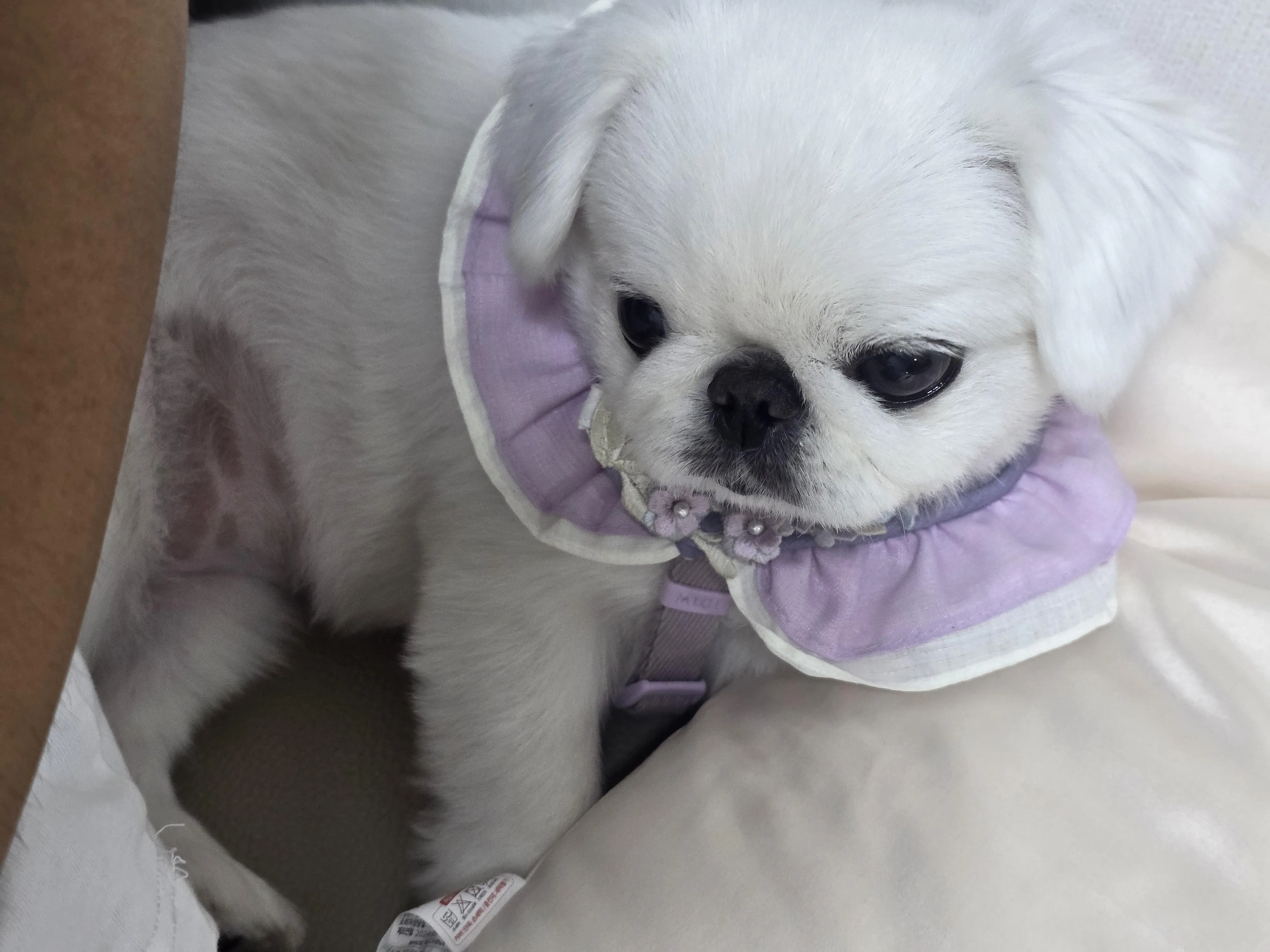 주인의 냄새가 나는 곳에서 휴식하는 강아지