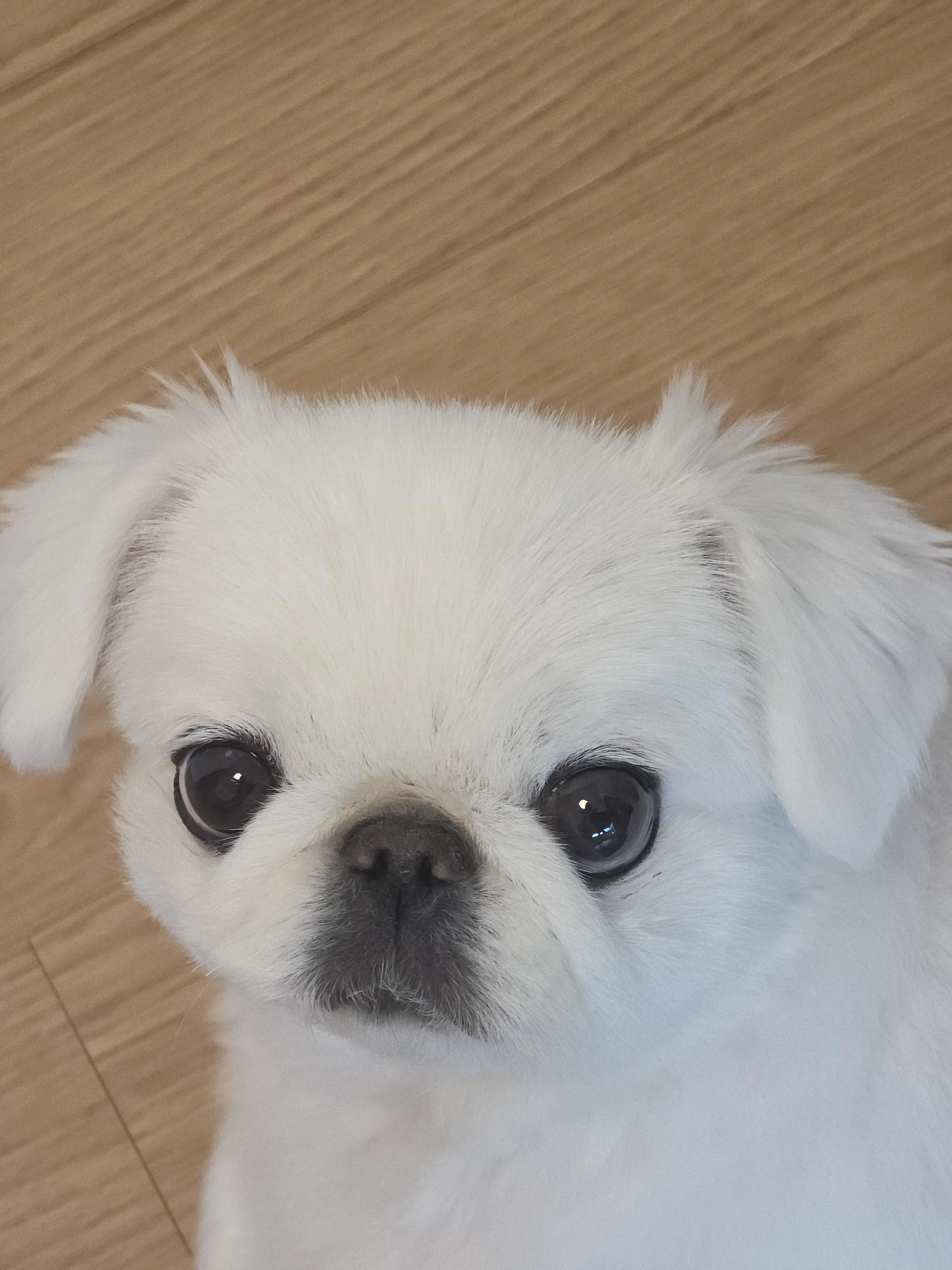 주인의 체취를 맡으며 편안해하는 강아지