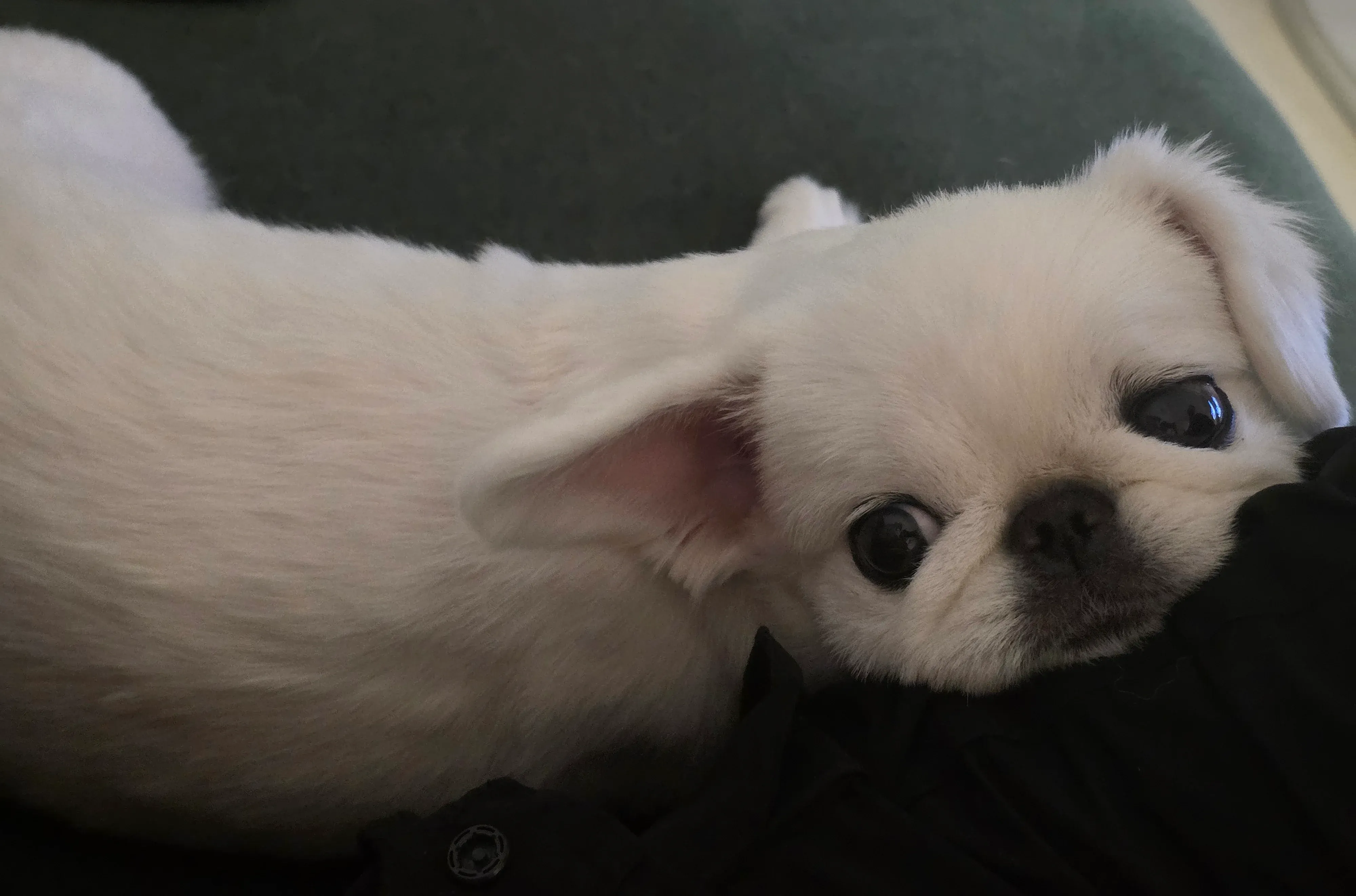 주인의 체취가 있는 곳을 찾는 강아지