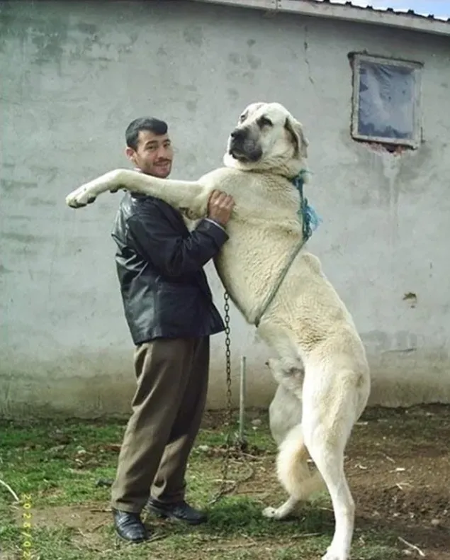 늑대 vs 개 싸움에서 개가 이기는 이유 설명